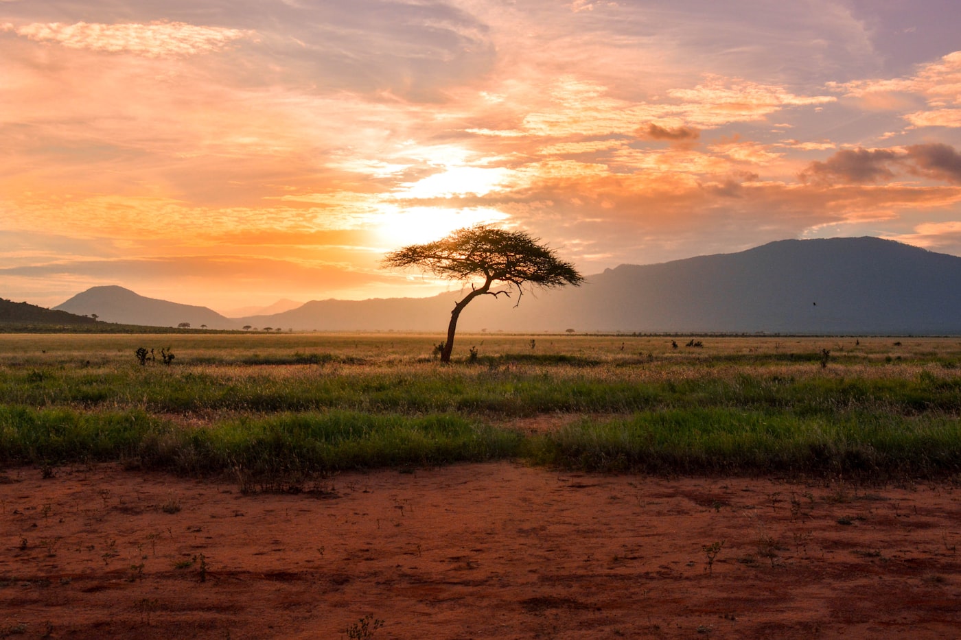 Acacia tree on the African plains at sunset